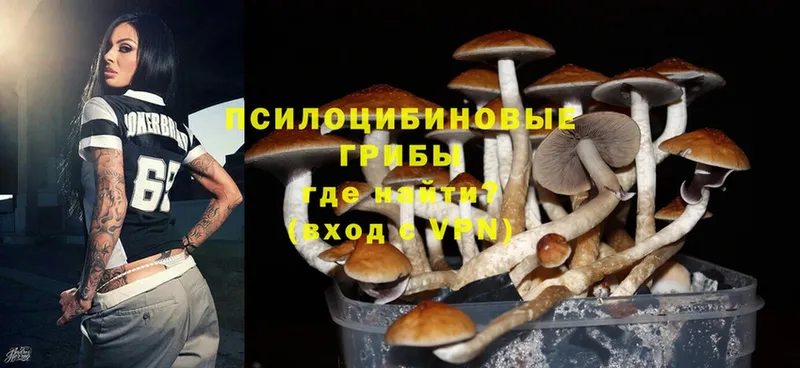 мега зеркало  Ленинск  Галлюциногенные грибы Psilocybine cubensis 